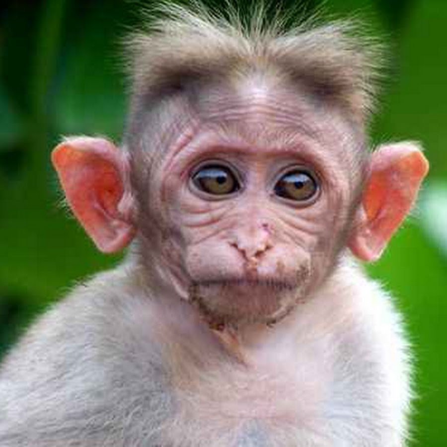 Обезьянка с ушами