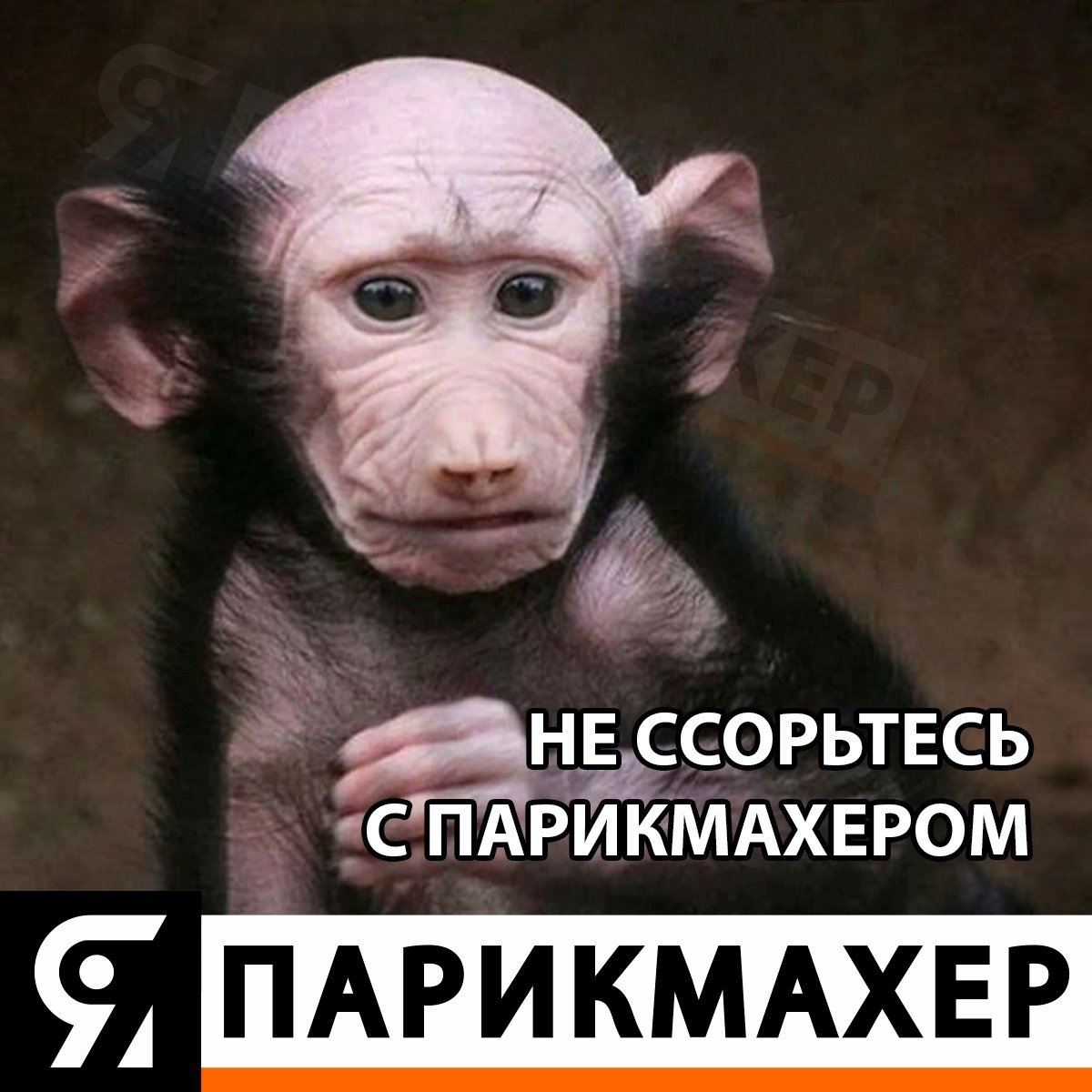 Плешивая обезьяна