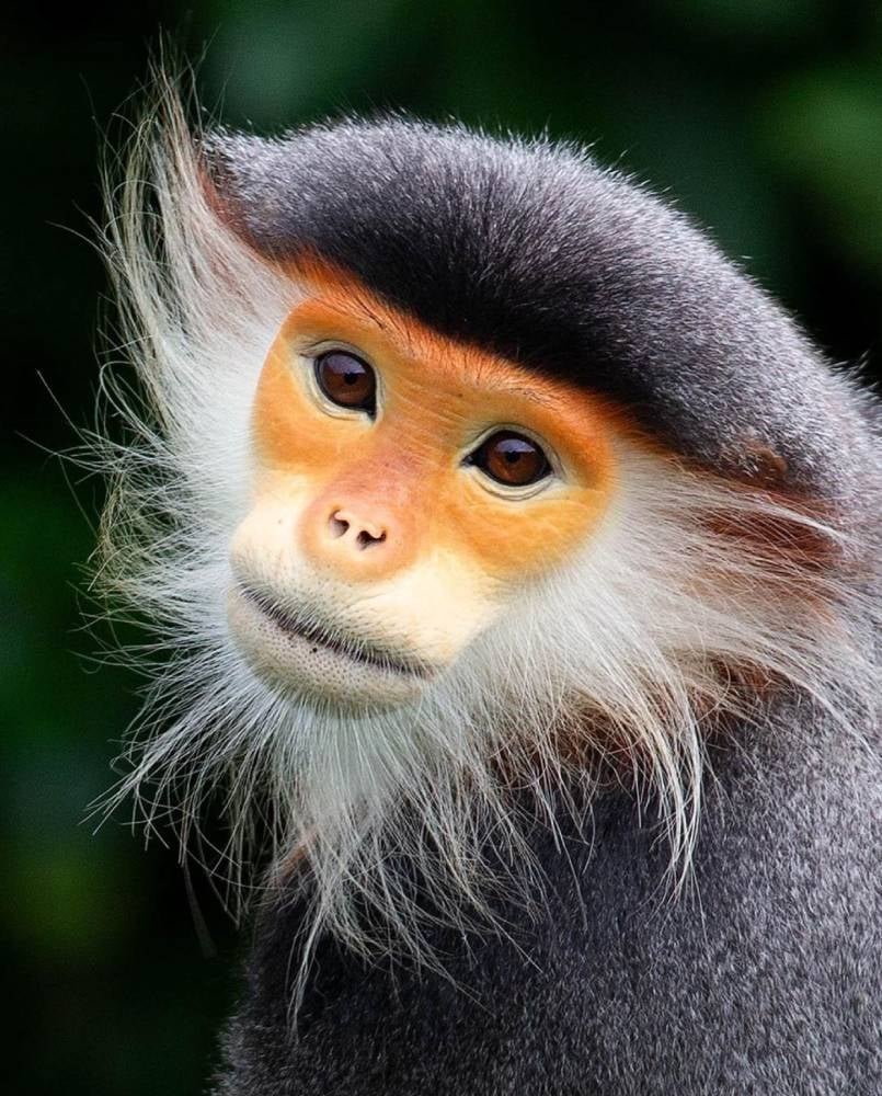 Щекастая обезьяна