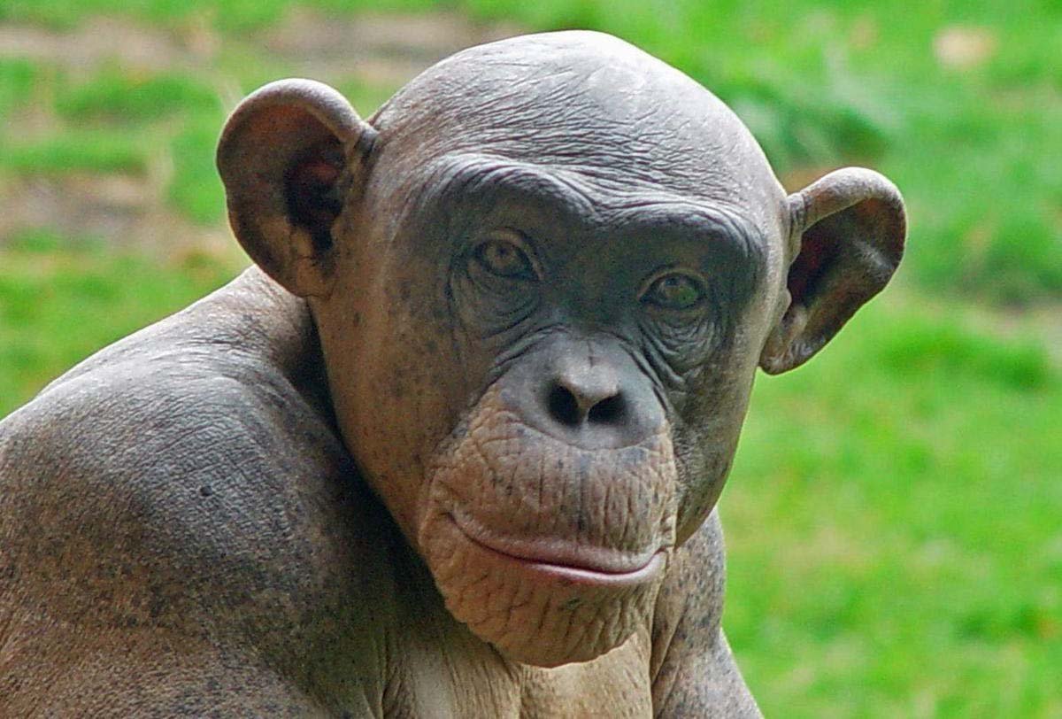 Шимпанзе Синдер