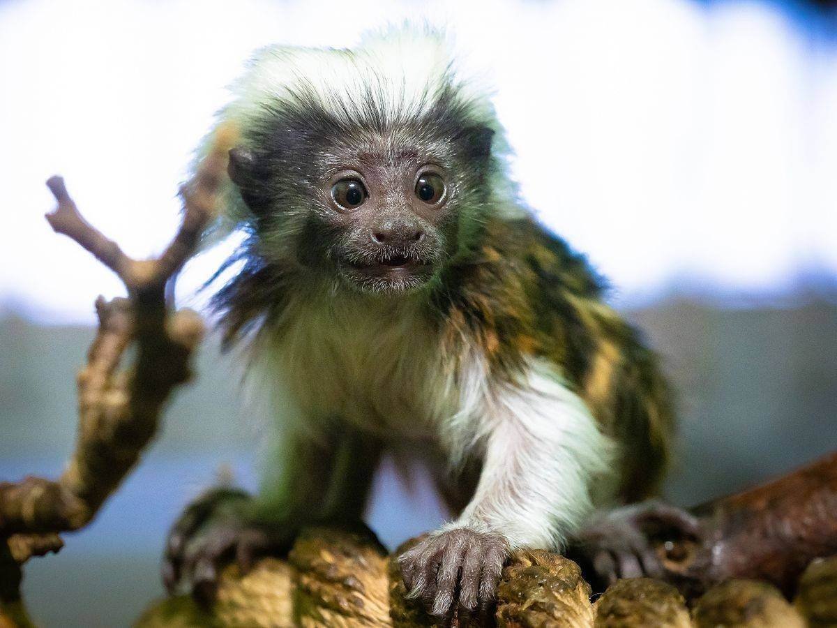 Императорский Тамарин детеныш