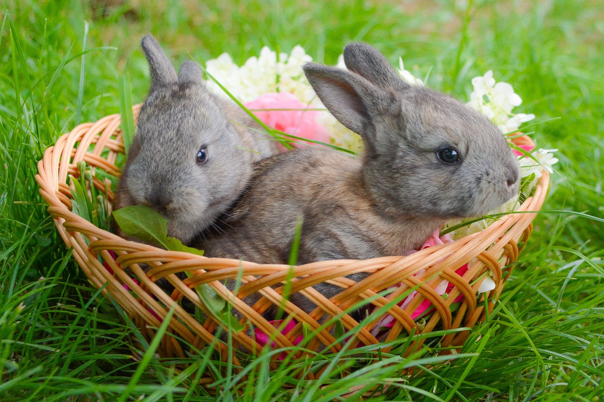 К чему снится кролик серый. Кролики. Милые кролики. Кролик в корзинке. Картинки на рабочий стол кролики.