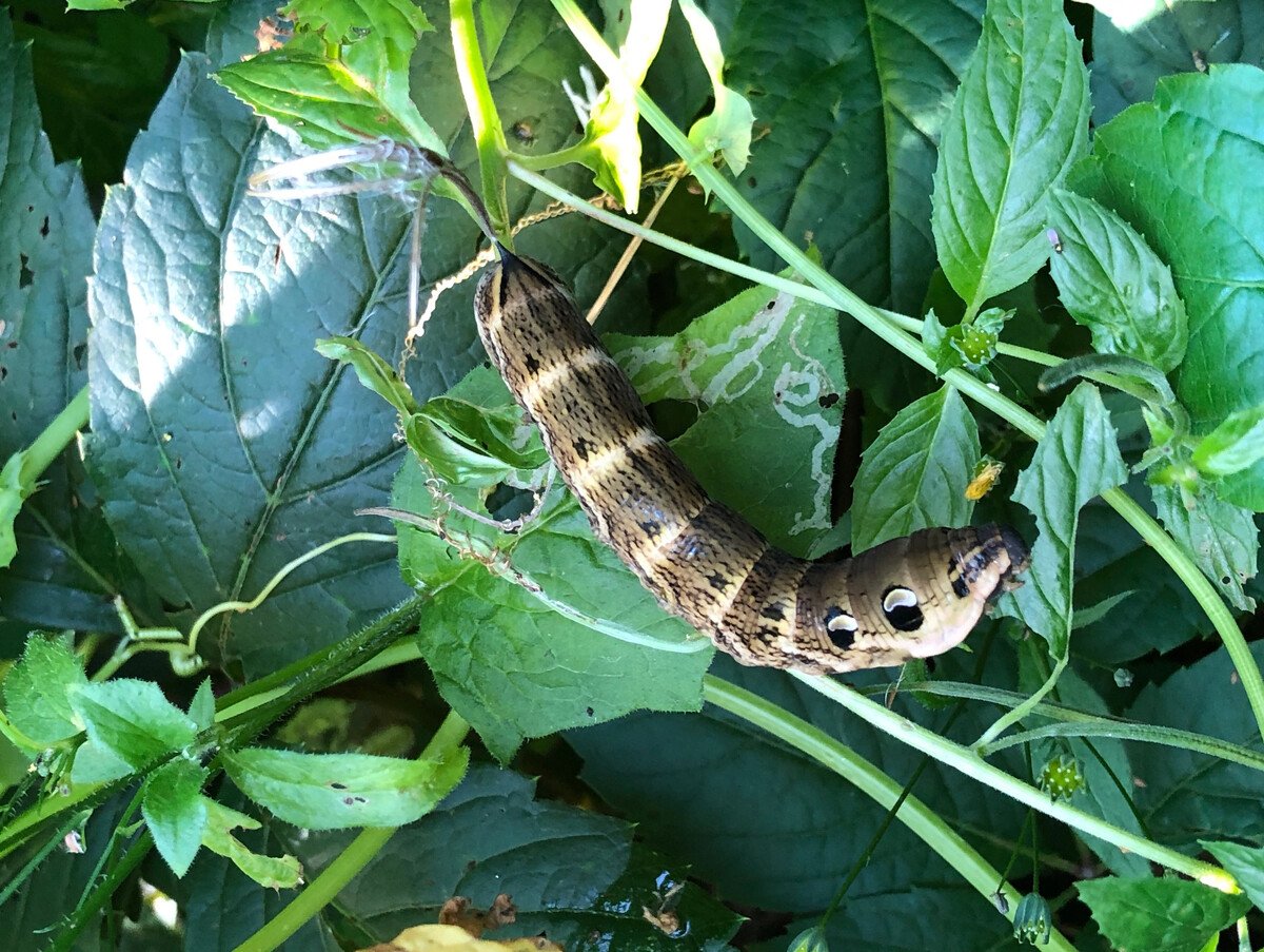 Бражник Крымский гусеница