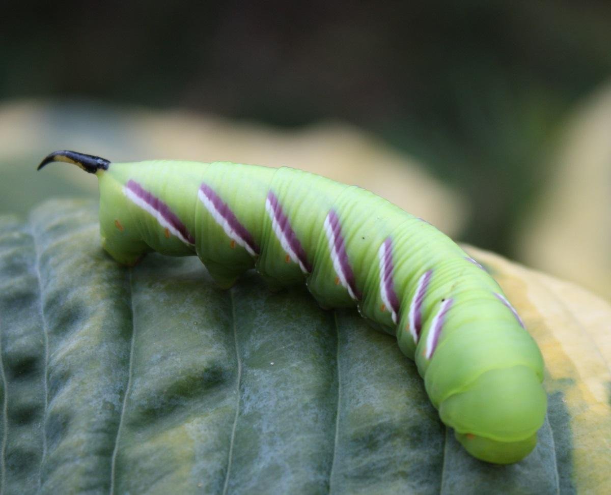 Гусеница Бражник бирючинный