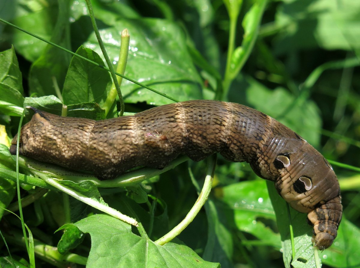 Серая гусеница бражника