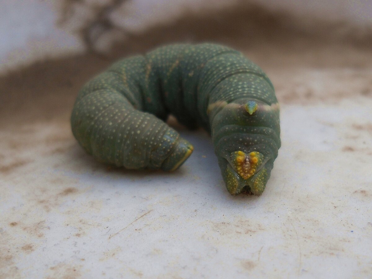 Бражник альбинос