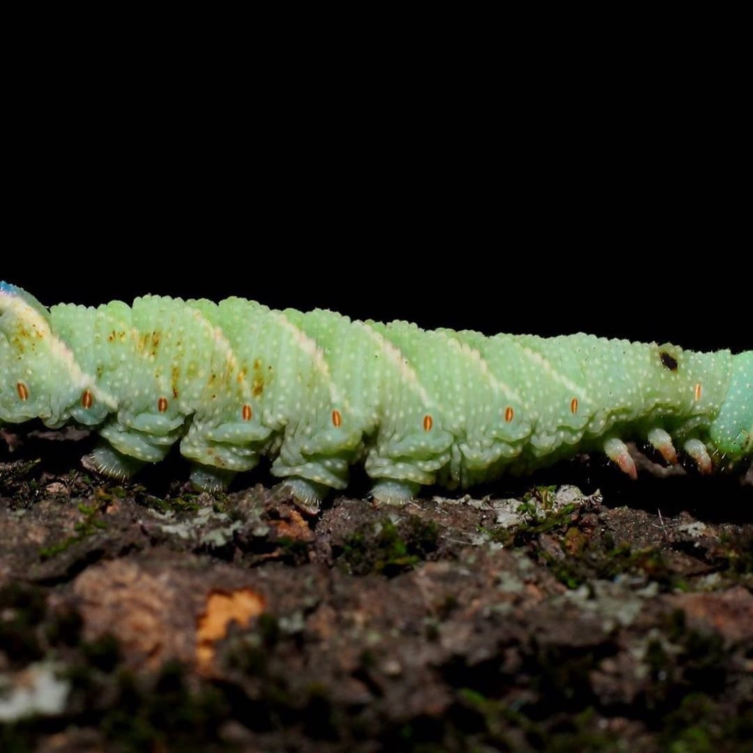 Бражник глазчатый гусеница