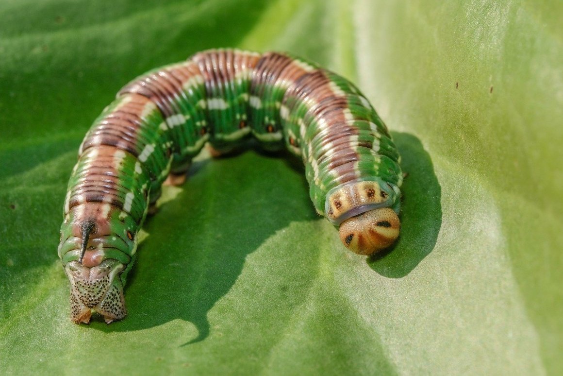Гусеница Бражник бирючинный