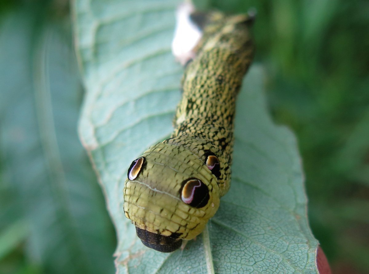 Гусеница табачного БРАЖНИКА пол