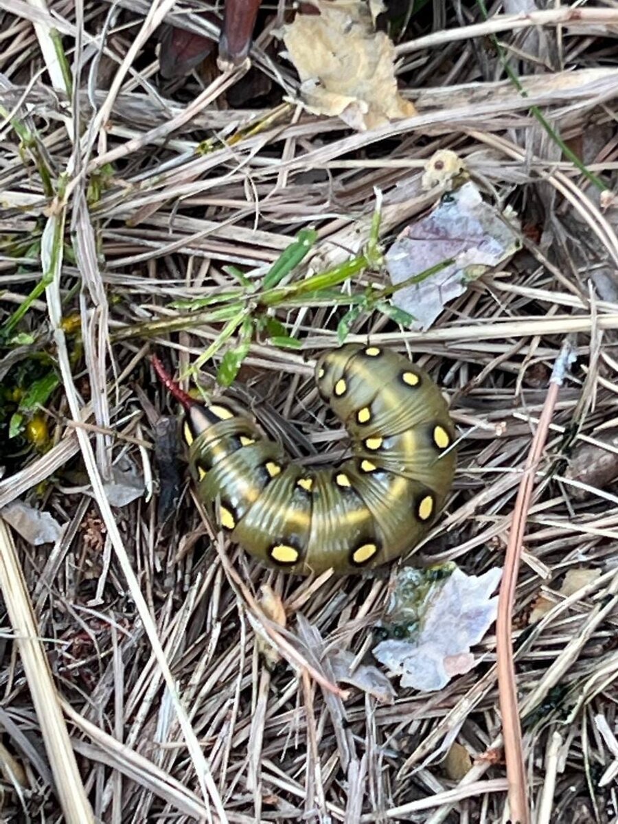 Гусеницы Бражников