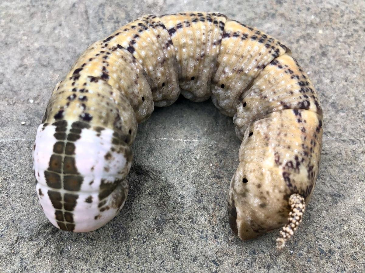 Гусеница Татьяна