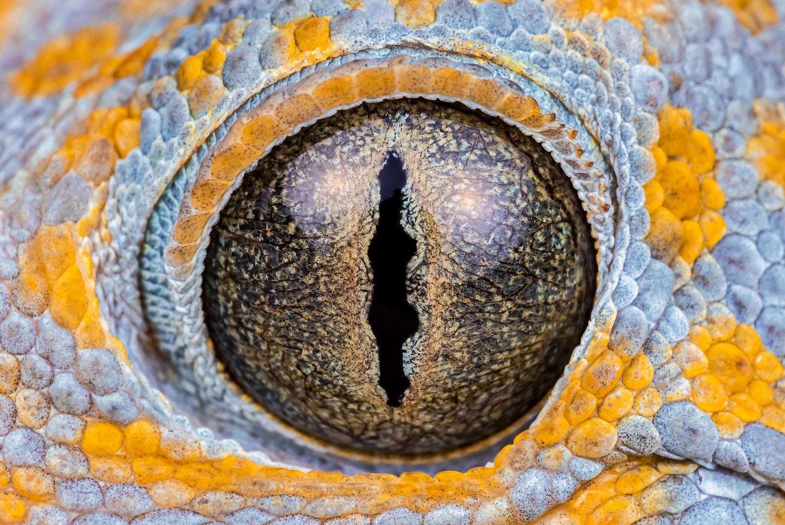 Глаза питона. Глаз рептилии. Зрачок рептилии. Глаз рептилии текстура. Глаз ящерицы.
