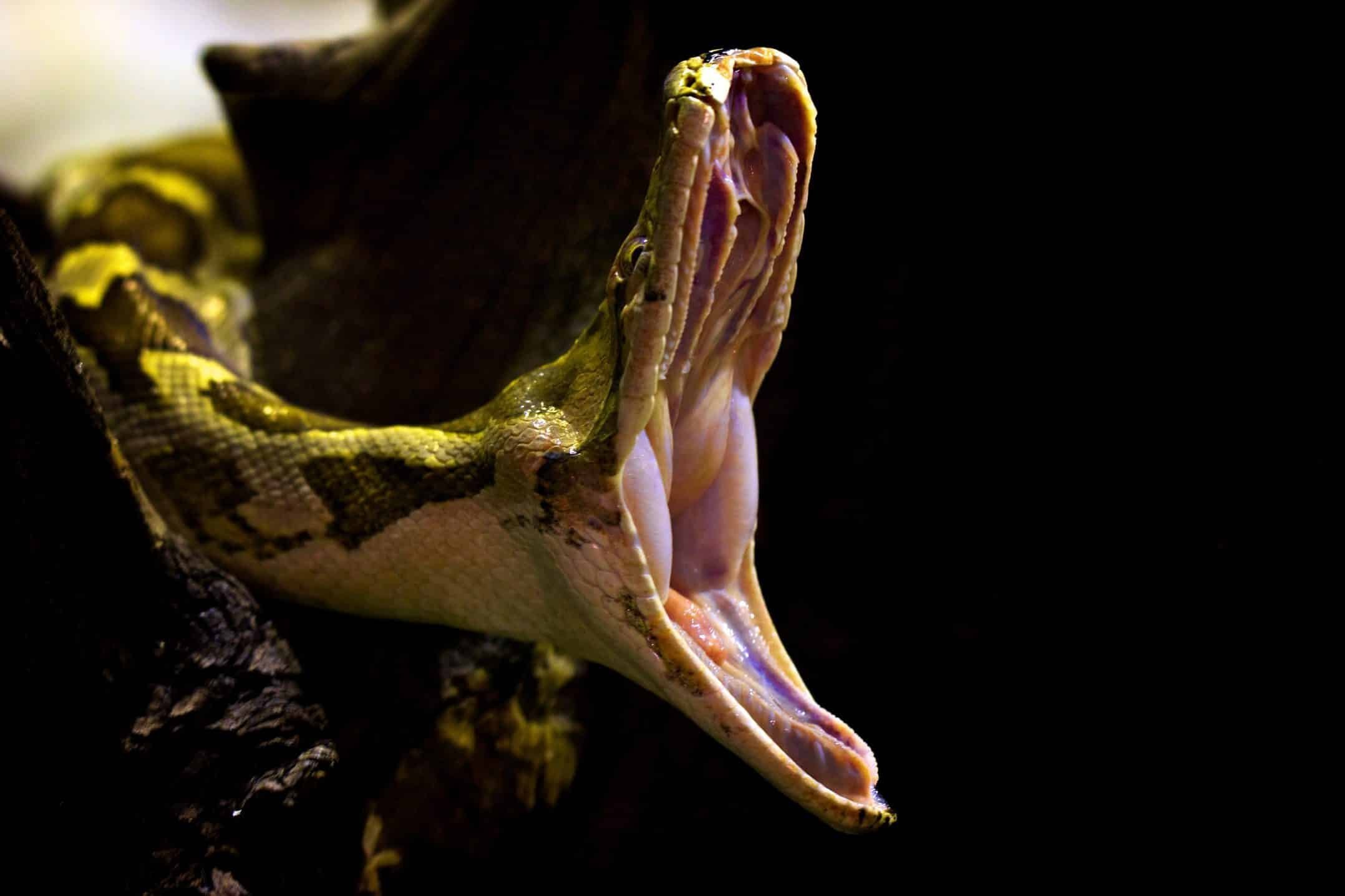 Глаза питона. Техасский гремучник клыки. Техасский гремучник змея. Парагвайская Анаконда зубы.