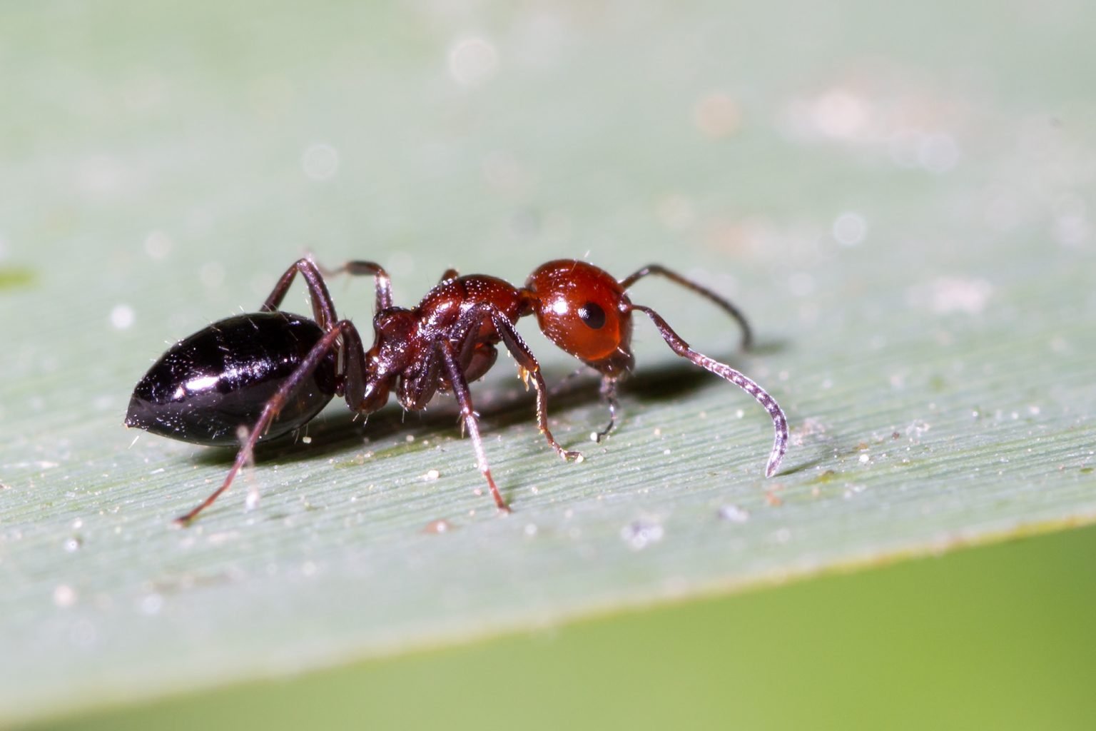 Сонник муравьи много. Летучие муравьи. Луговой муравей. Летающие муравьи. Летающий муравей фото.