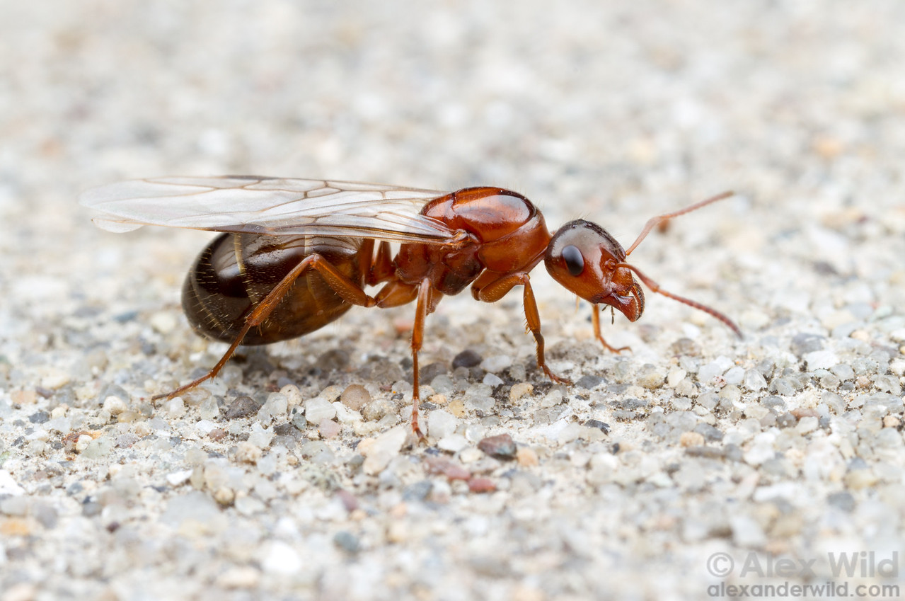 Летающие муравьи в доме. Трутень муравей. Муравьиный трутень. Матки муравьёв Формика. Королева матка муравьев.