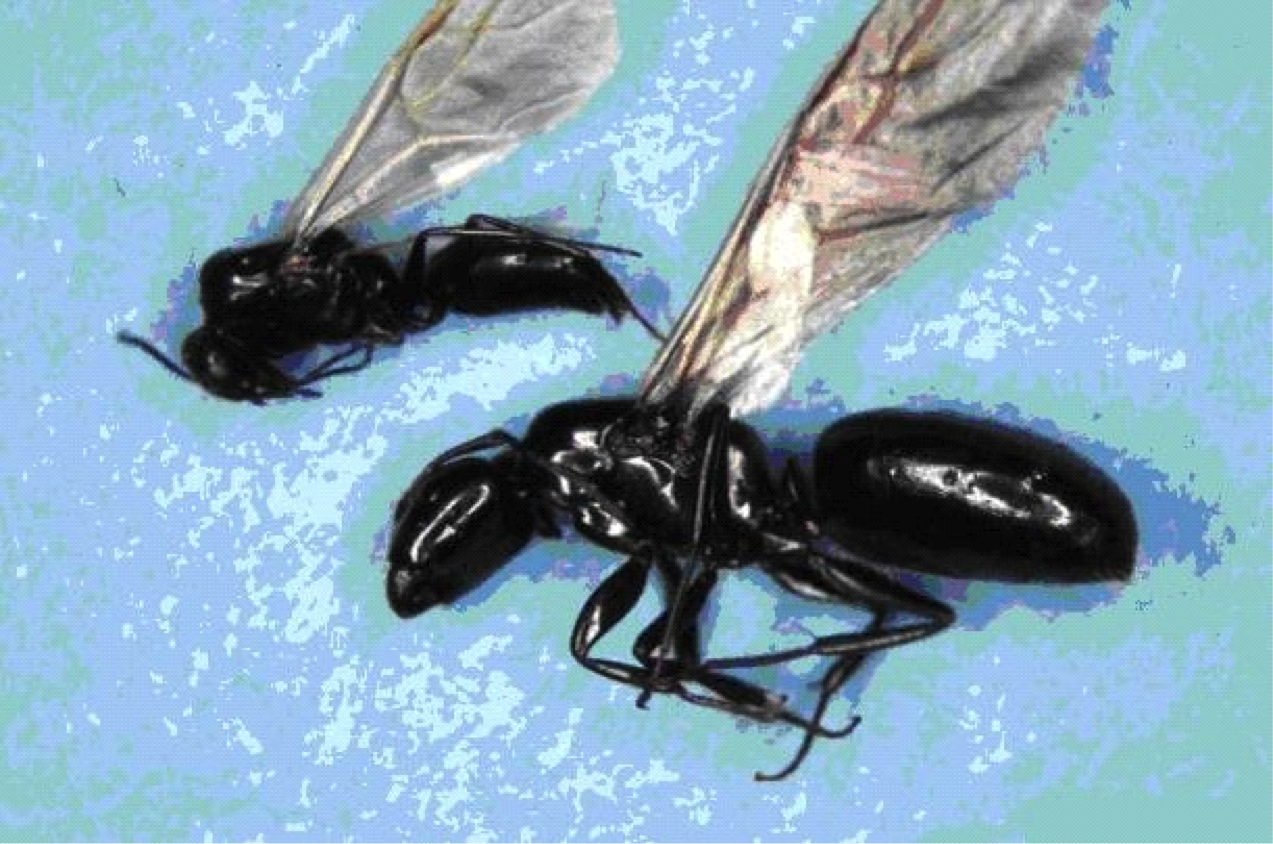 Муравьи с крыльями. Летающие муравьи. Черные летающие муравьи.