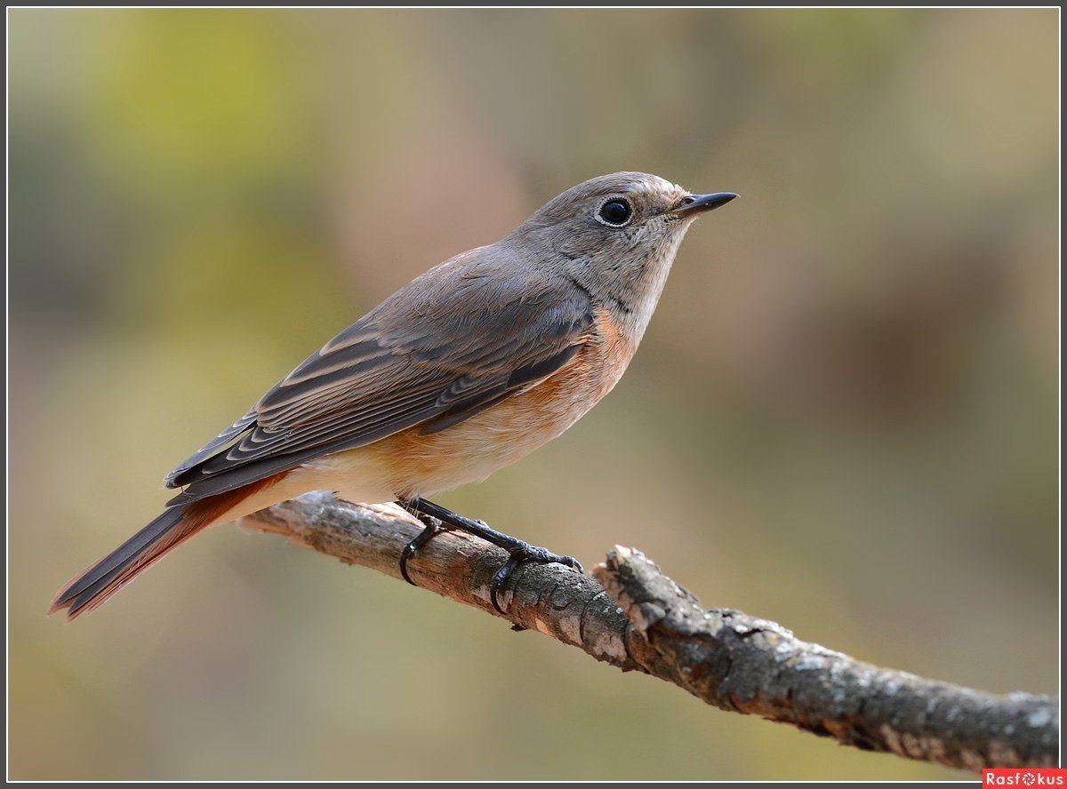 Обыкновенная горихвостка самец