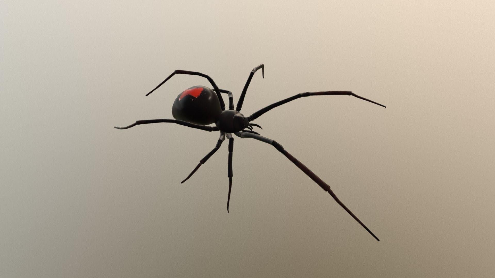 Как выглядит каракурт. Каракурт паук. Черная вдова паук. Черновая вдова паук. Черная вдова паук черный.