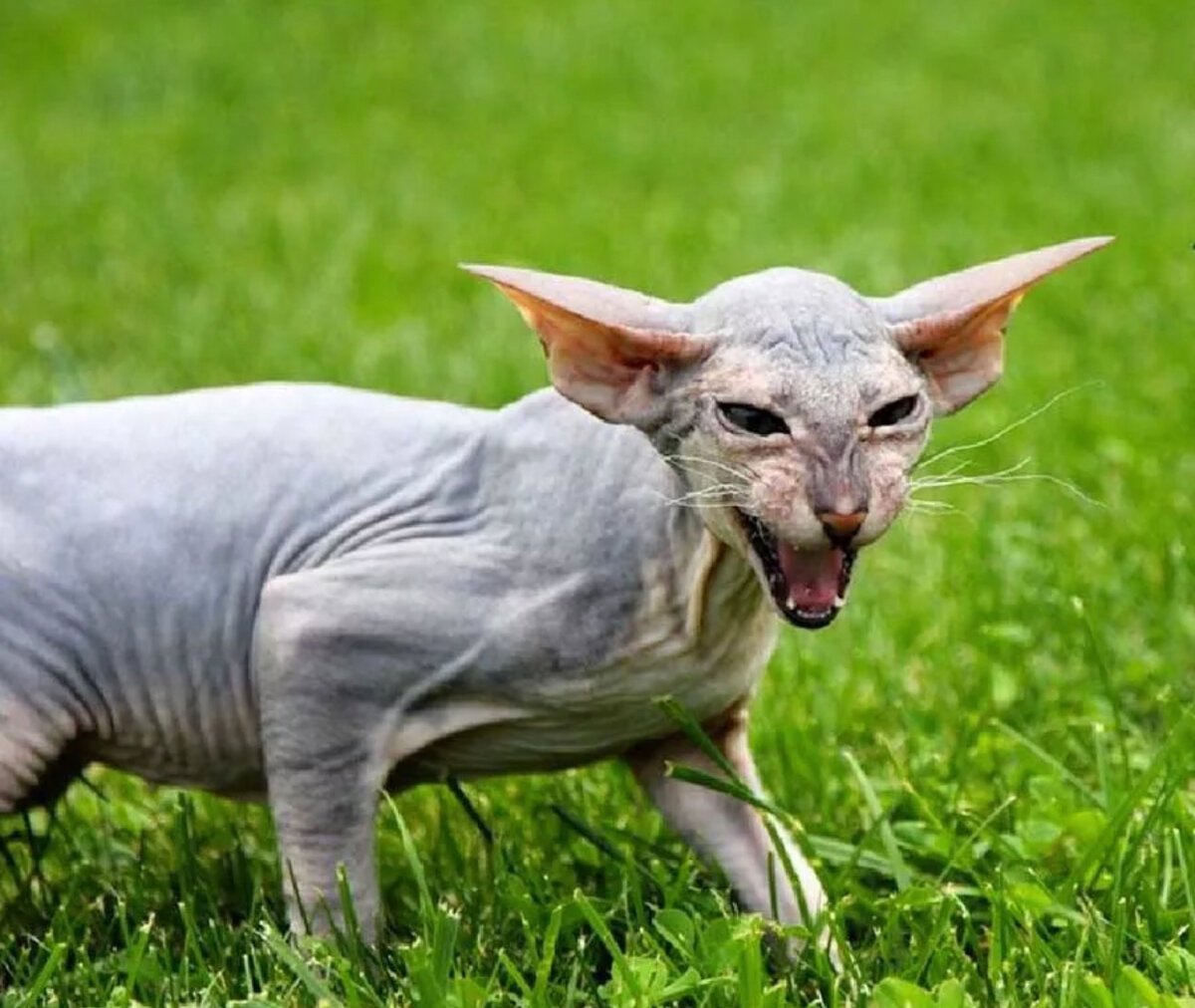 Сфинкс Петерболд