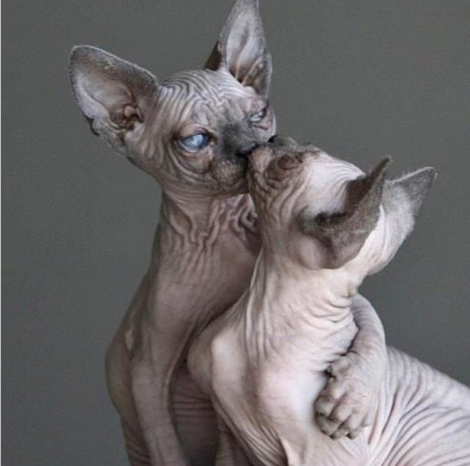 Сфинкс Котопес