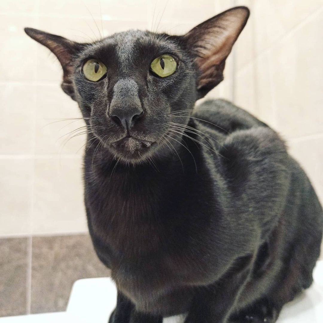 Толстый ориентальный кот