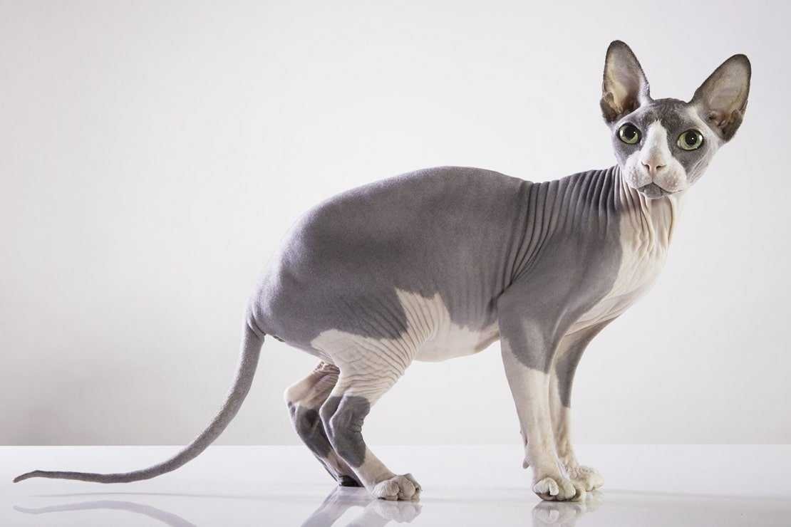 Мексиканская бесшерстная кошка