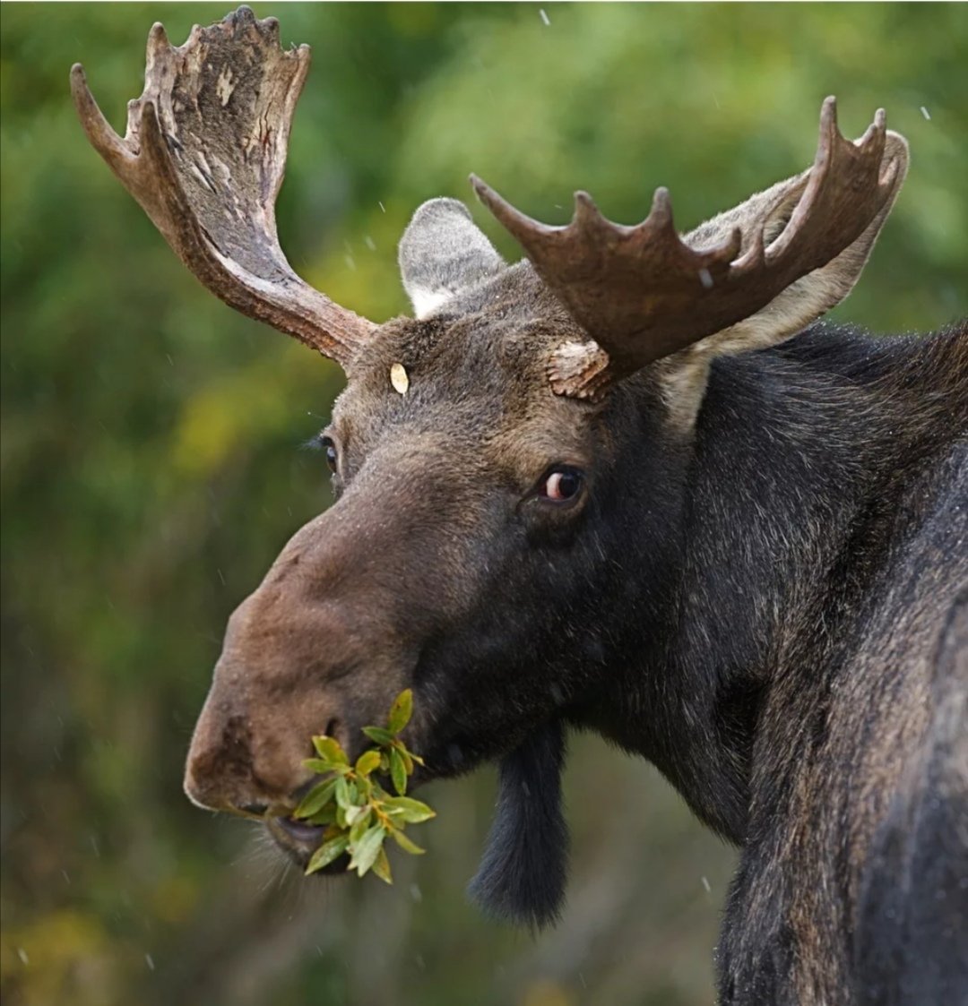 Восточносибирский Лось