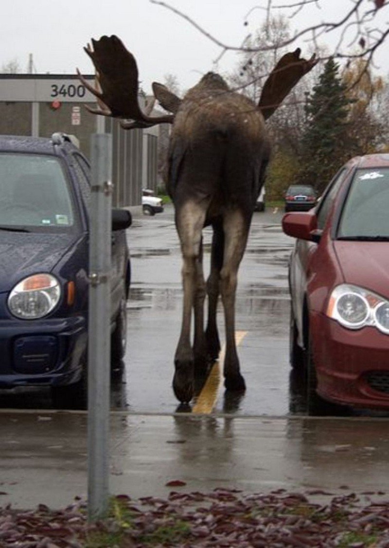 Самые смешные лоси