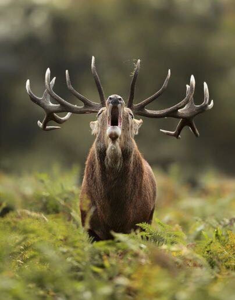 Веселый Лось