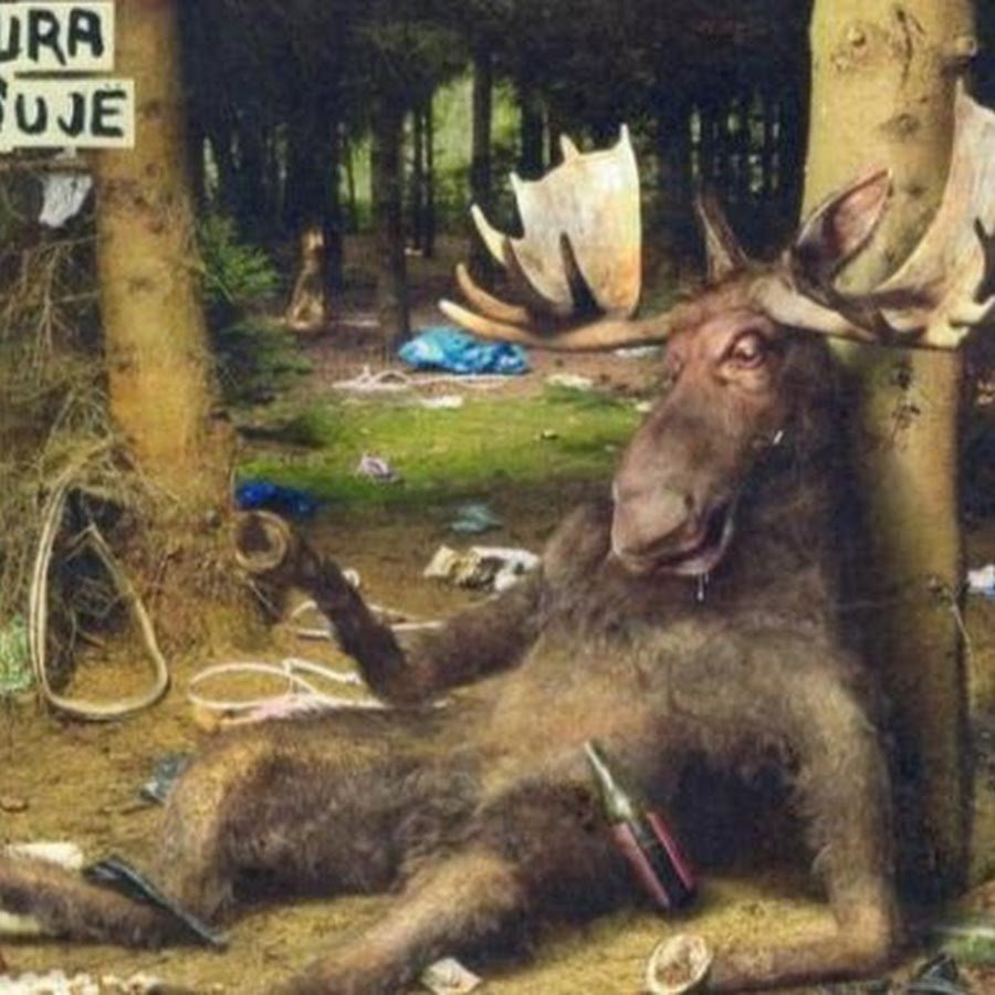 Лось прикол