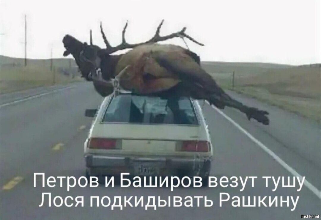 Олень на дороге прикол