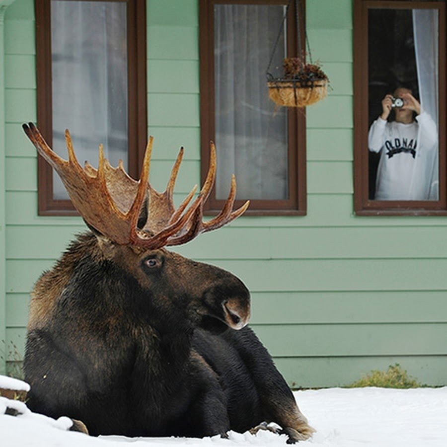 Всемирный день лосей