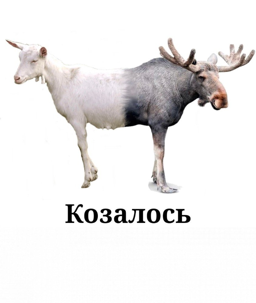 Коза Лось бык