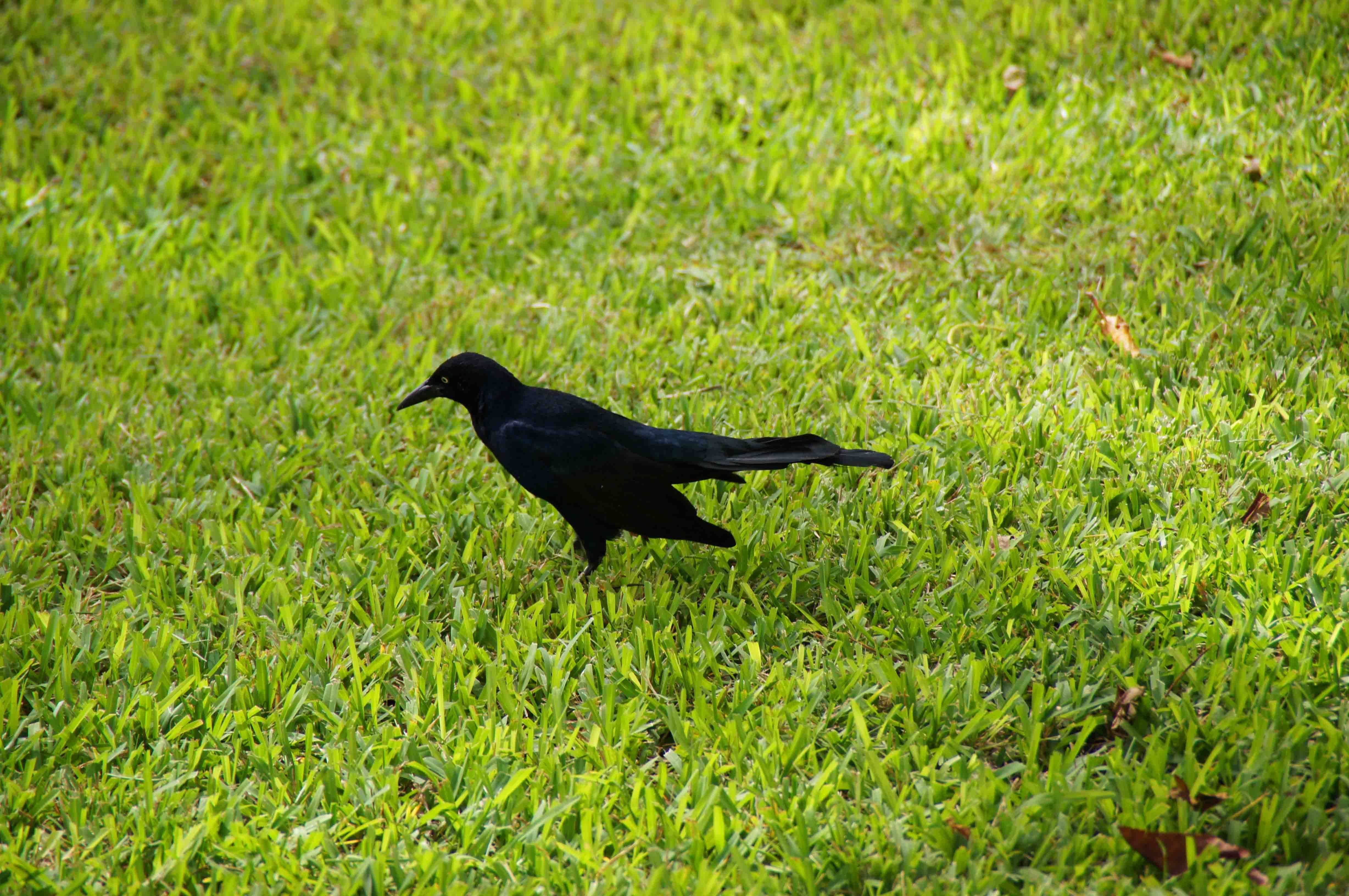 Черная птица сколько