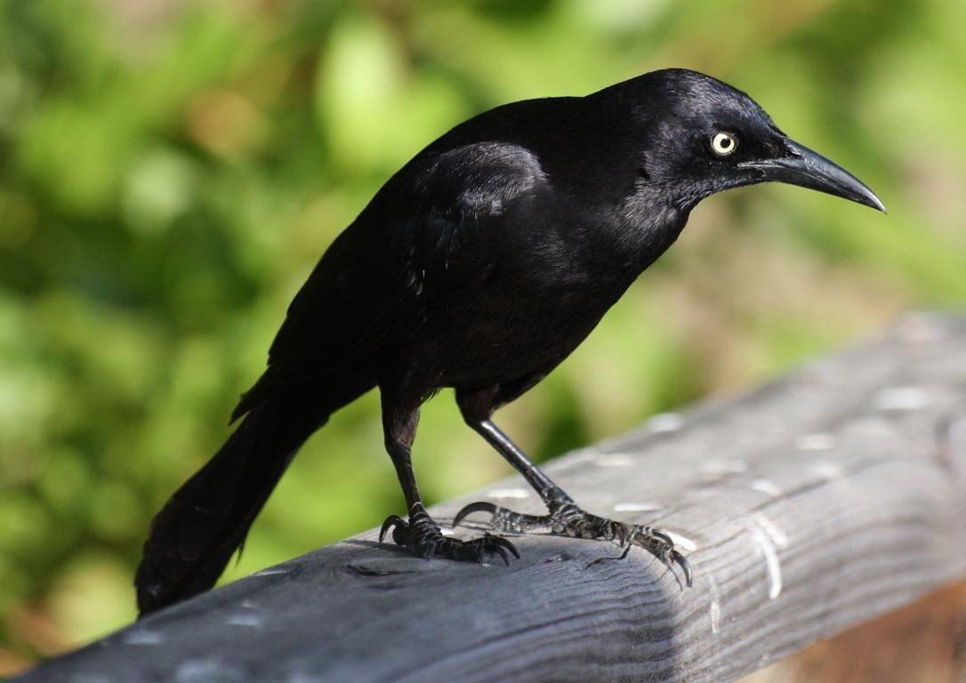 Carib Grackle