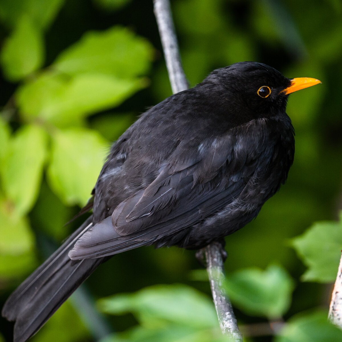 Дрозд чёрный (turdus Merula)