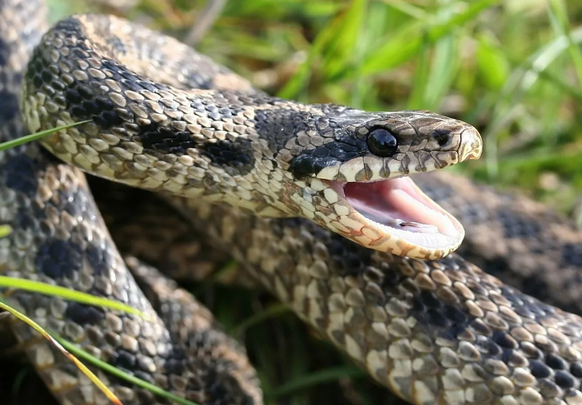 Четырехполосый лазающий полоз