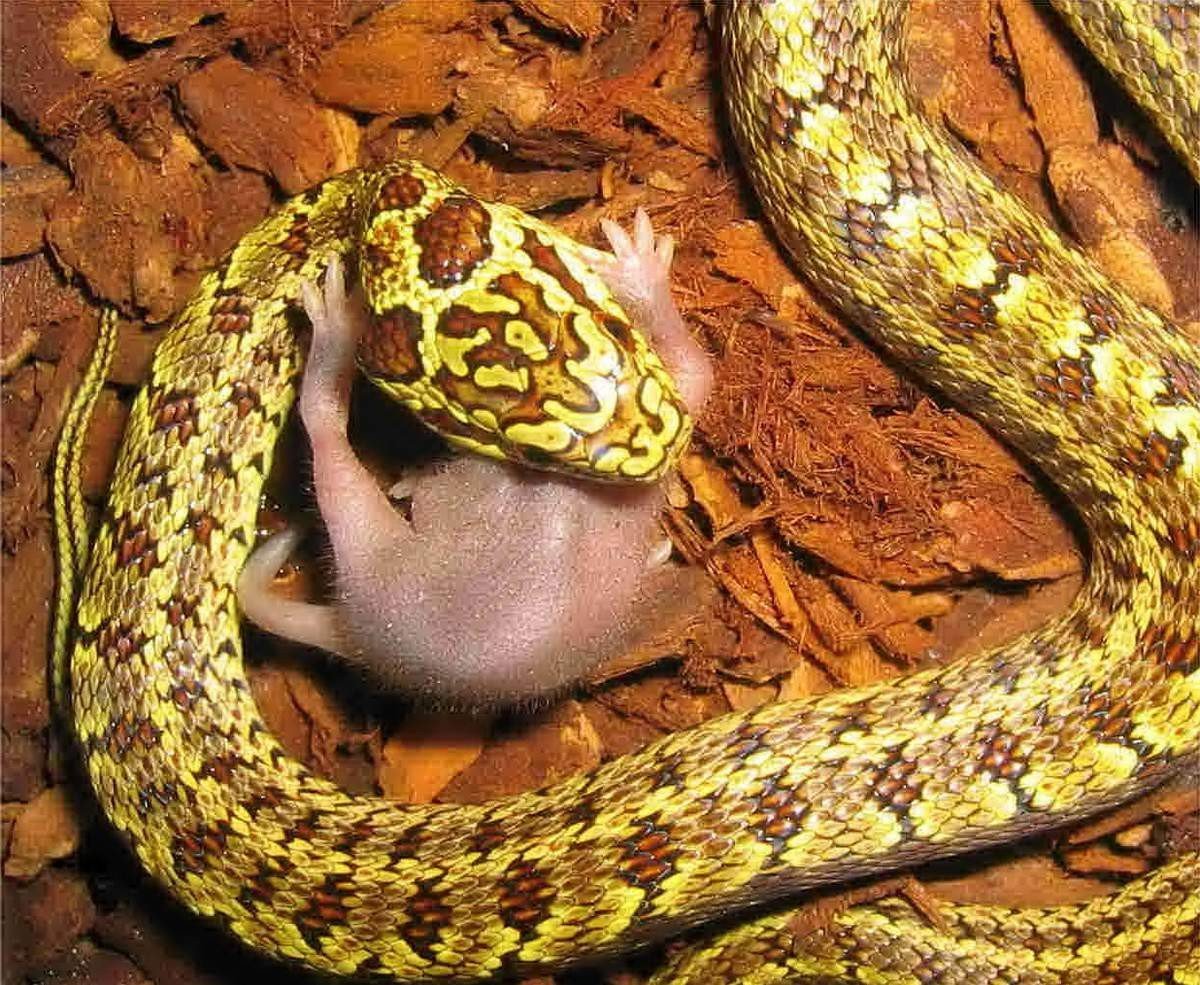 Маисовый узорчатый полоз