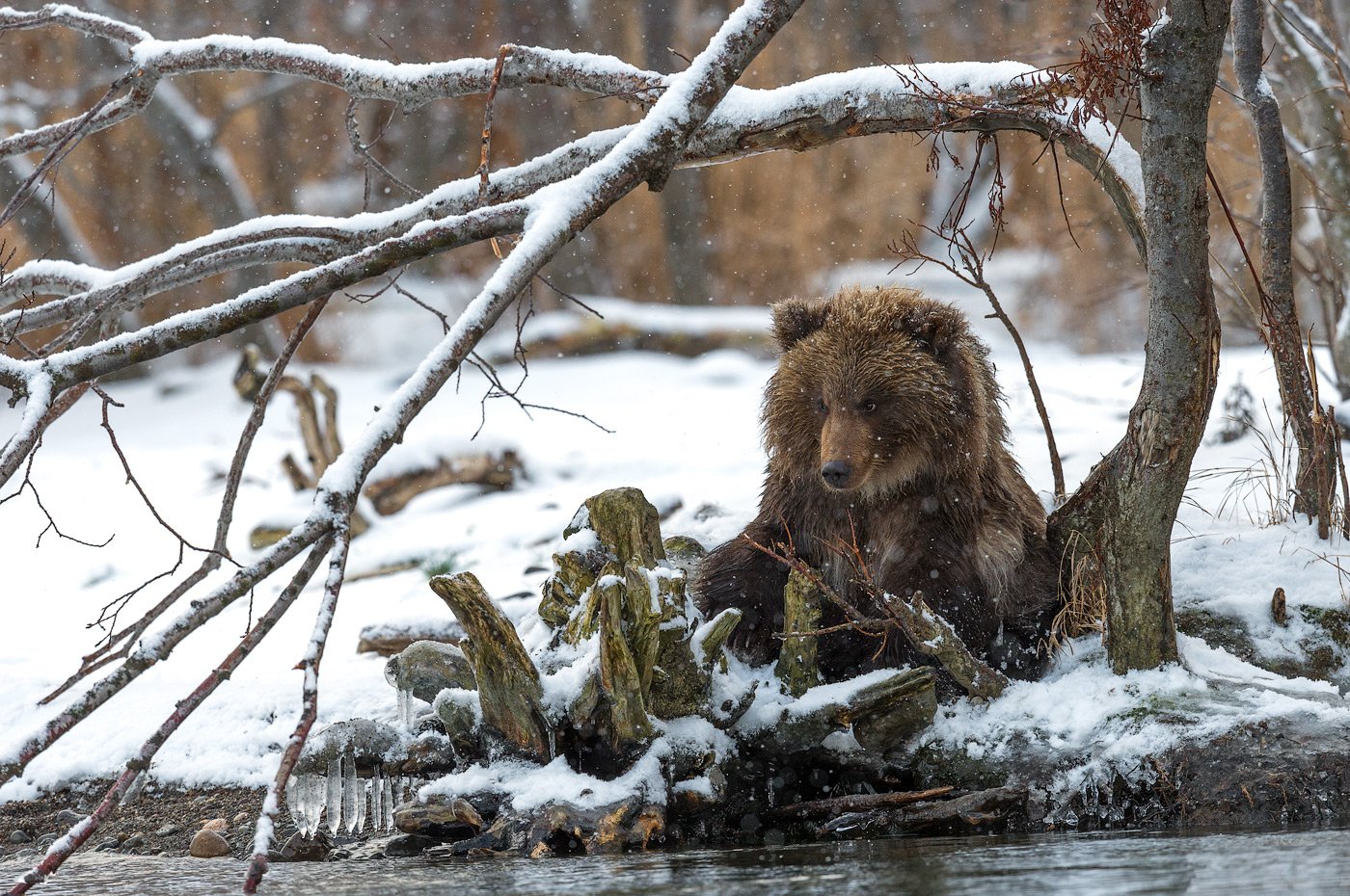 Когда просыпается медведь весной. Пробирается медведь сквозь Лесной валежник. Медведь весной. Медведь весной в лесу. Медведь ранней весной.