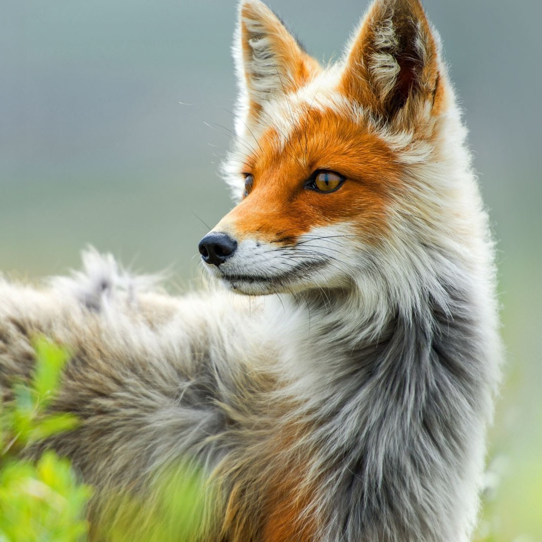 Красная мраморная лиса