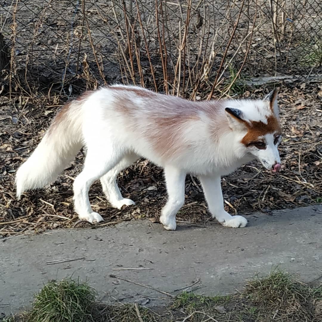 Лиса Сангло/красный мрамор