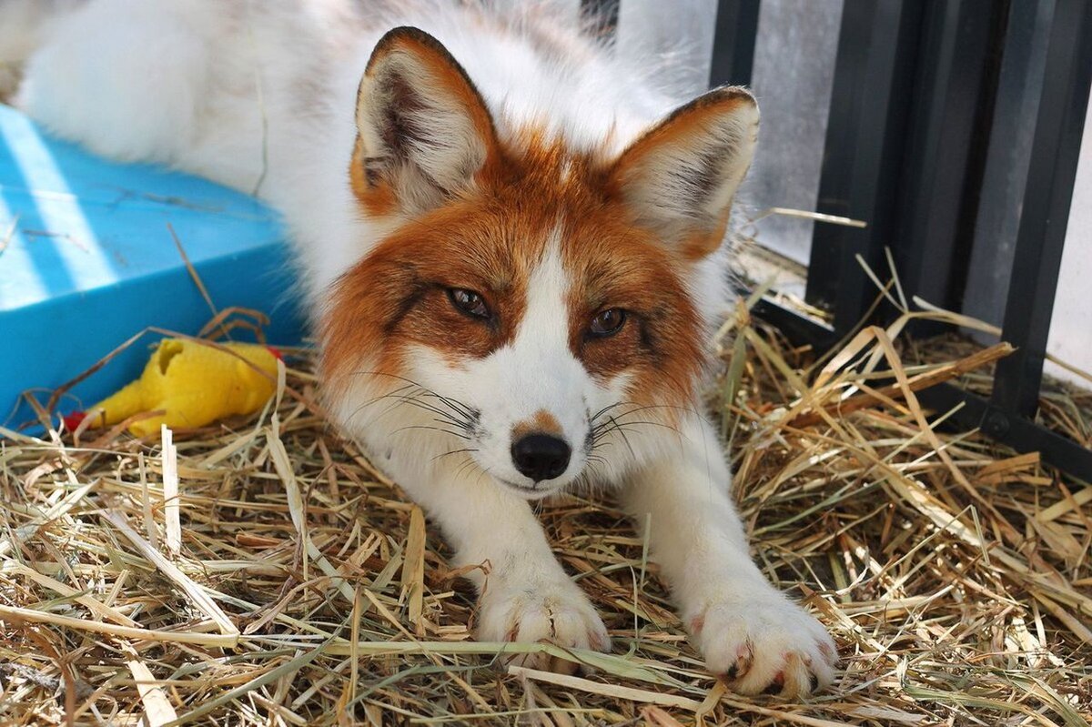 Мраморная лиса (Marble Fox)