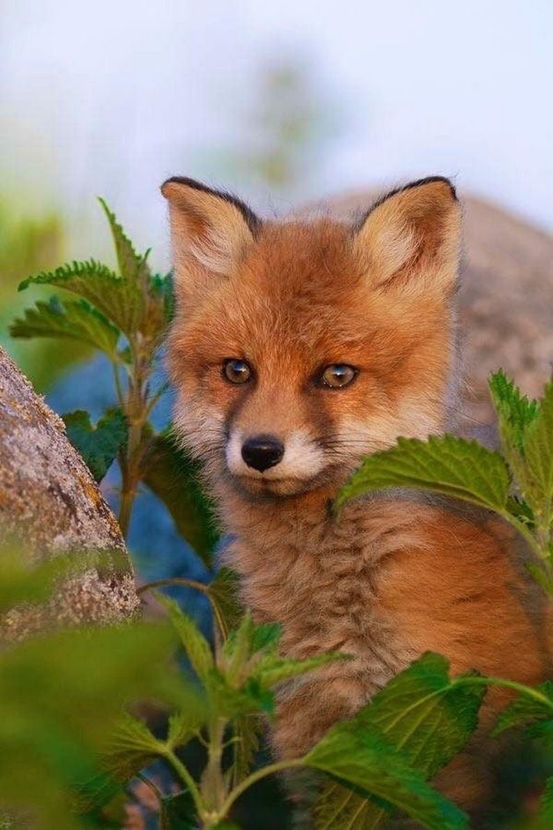 Лисичка Патрикеевна Полярная