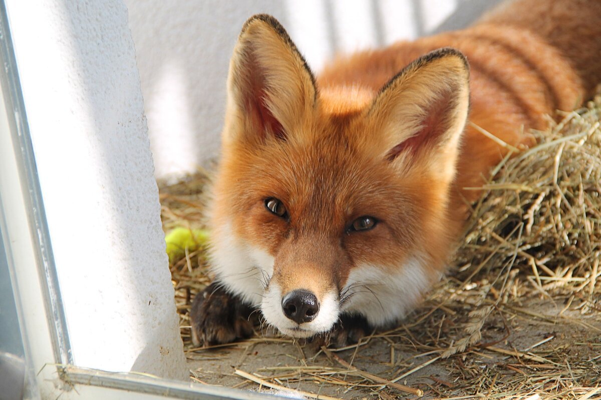 Домашняя лиса
