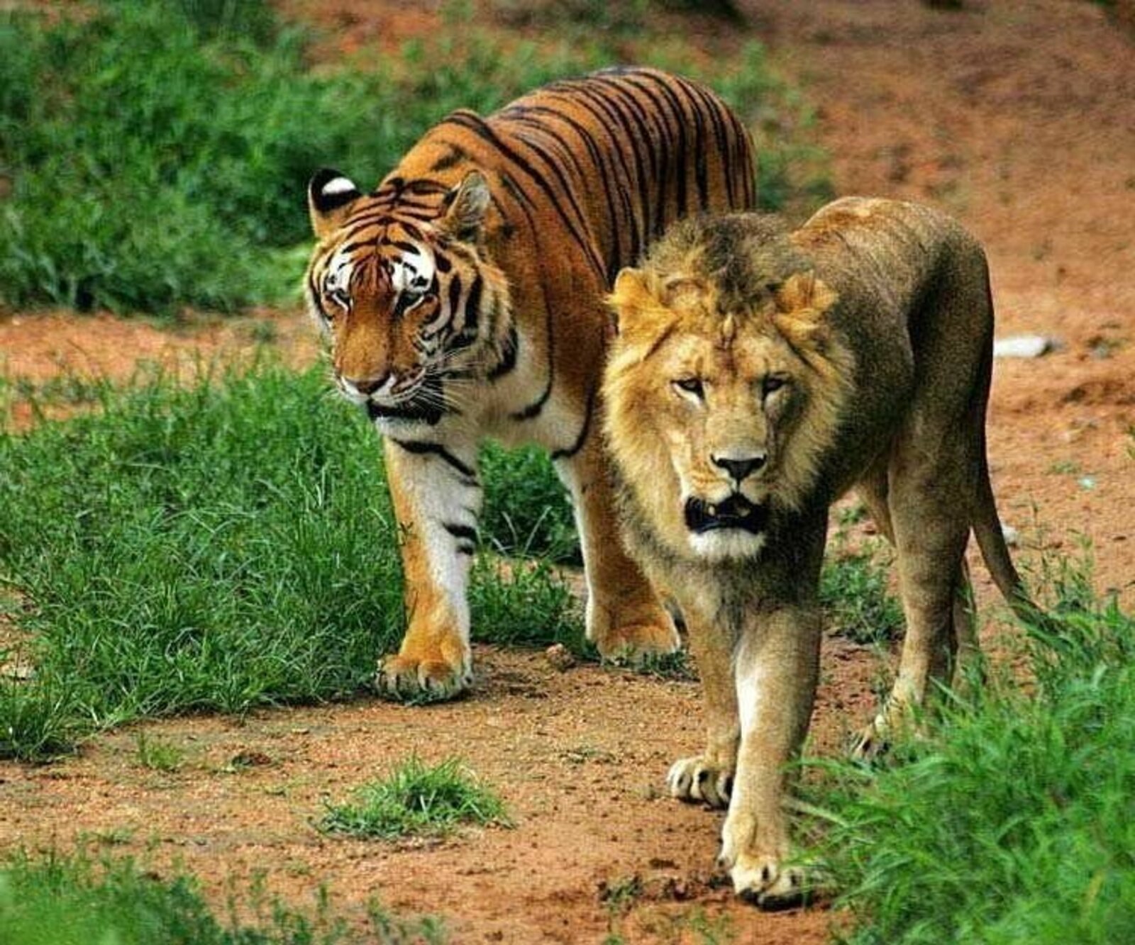 Почему тигр лев. Лев и тигр. Лев против тигра. Дева тигр. Тигр и Лев вместе.