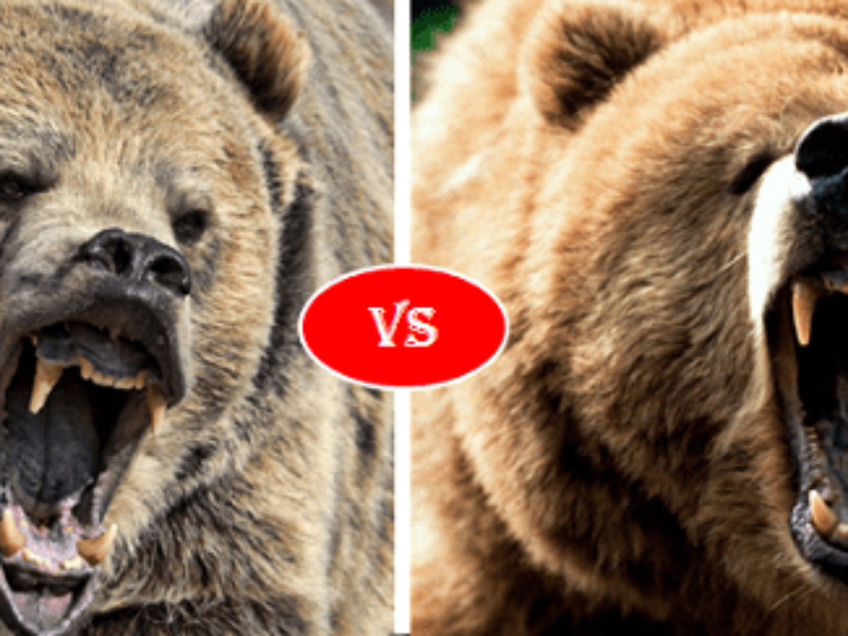 Кадьяк медведь против Гризли. Медведь Гризли против бурого медведя. Гризли vs бурый медведь. Полярный медведь против Гризли.