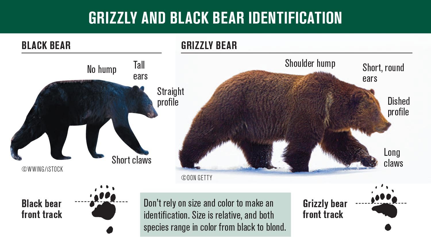 Бурый медведь против. Гризли и бурый медведь отличия размер. Медведь Кадьяк и Гризли отличия. Гризли и бурый медведь сравнение. Гризли против черного медведя.