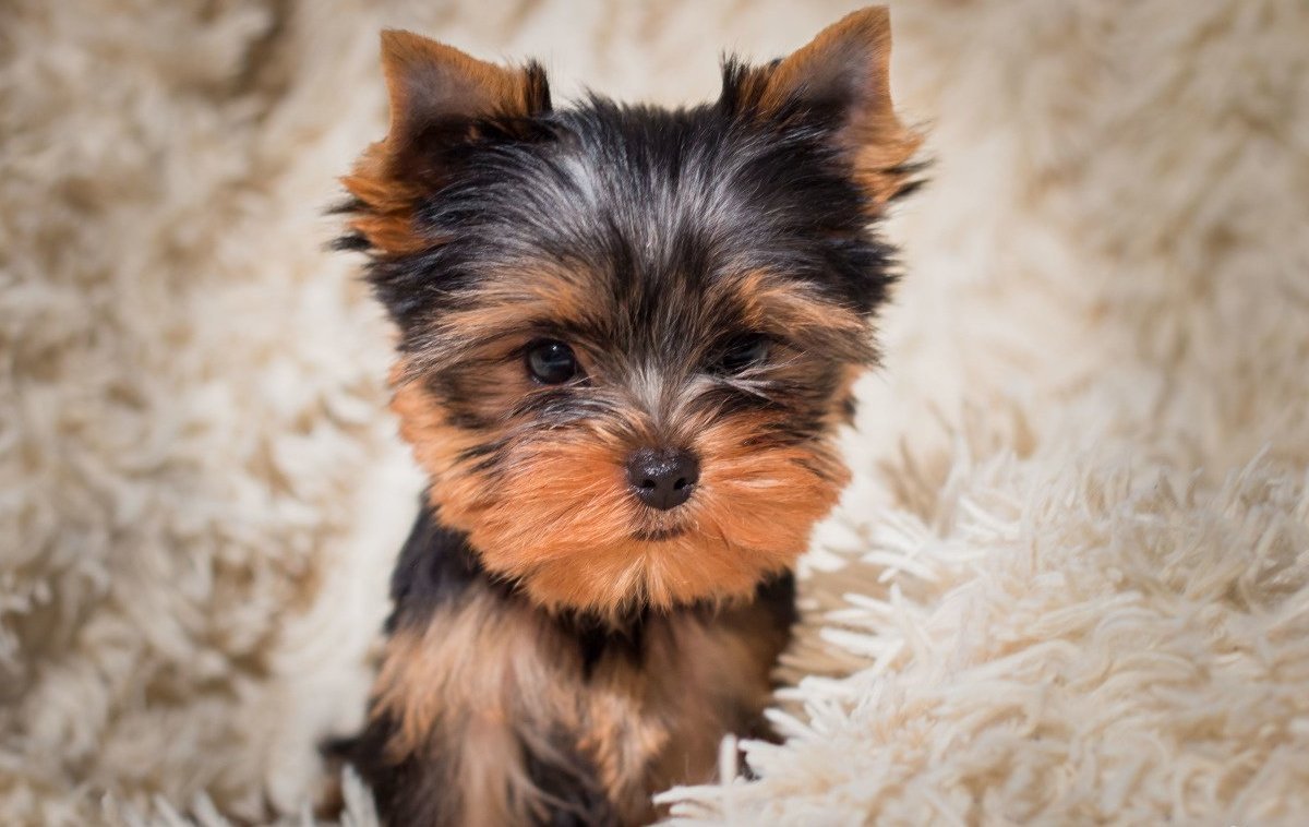 Йоркширский терьер вельш