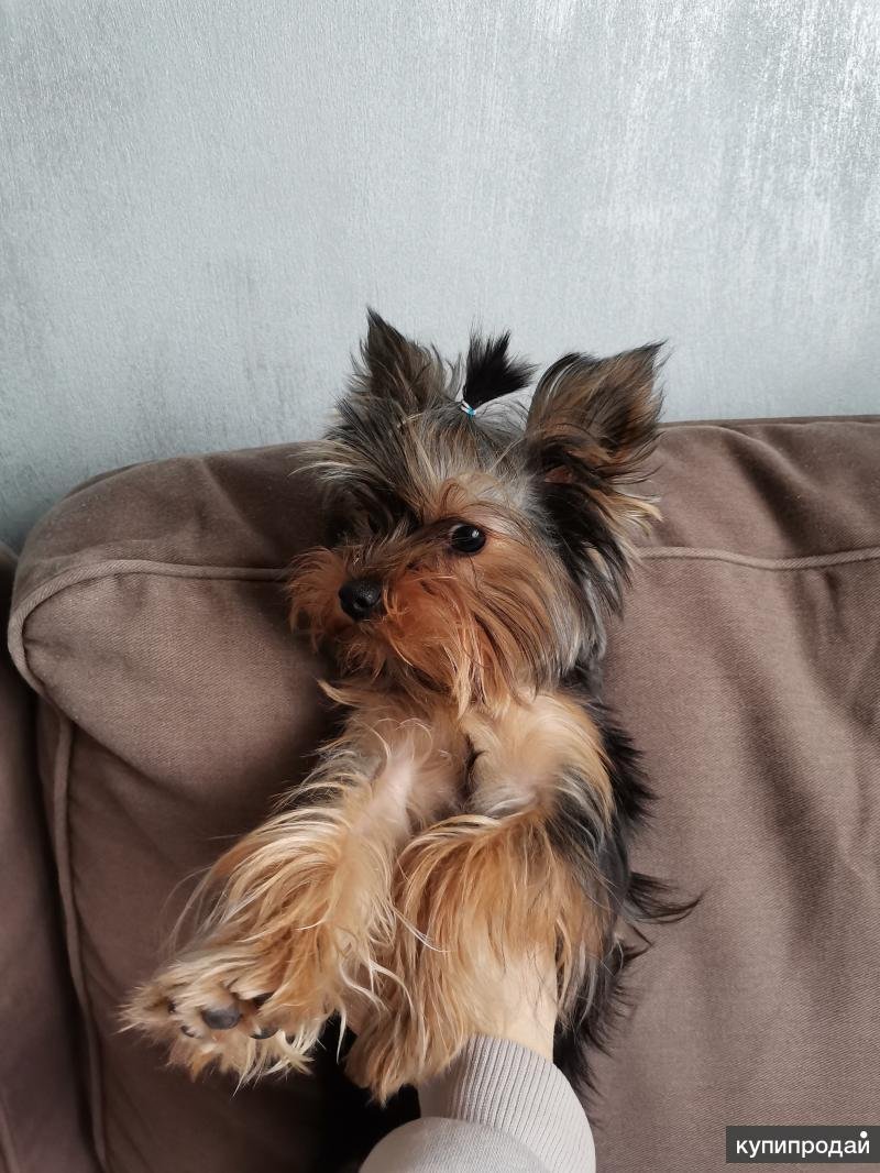 Екрширшистный терьет