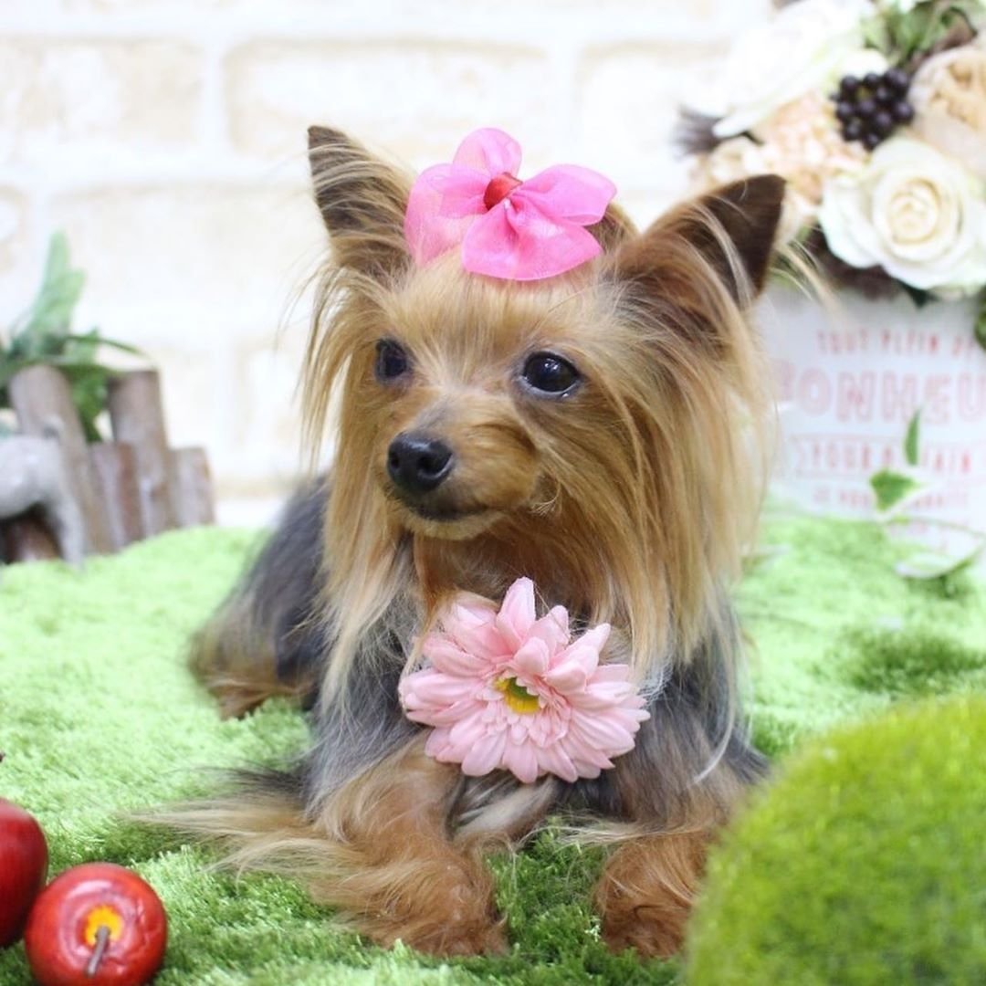 Чистопородный Йоркширский терьер